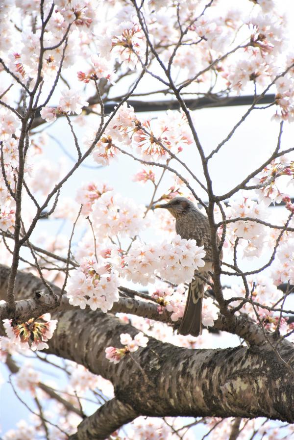 ヒヨドリと桜