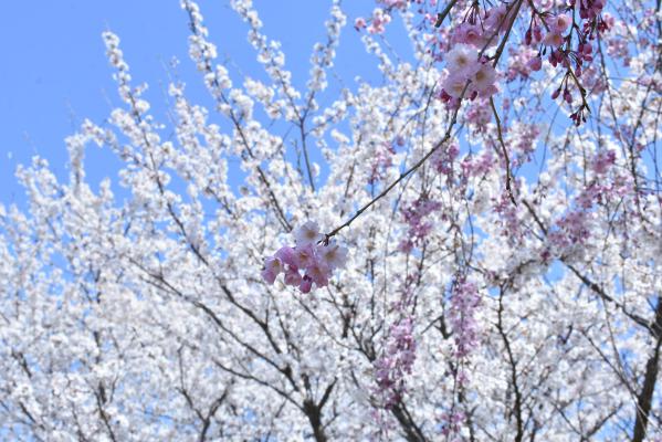 さくら公園