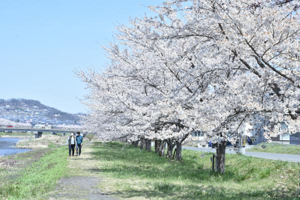 須川沿いの桜並木