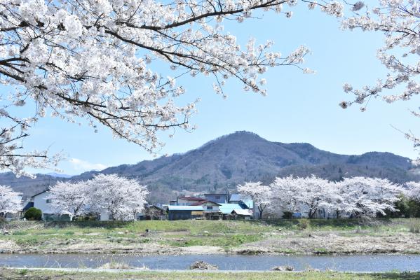 桜と須川と三吉山