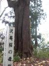 沢庵桜