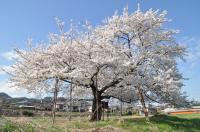 旭昇桜