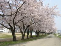 南中学校桜