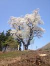 竜沢の桜