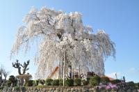 権現堂のしだれ桜