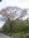 文治郎桜