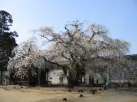 阿弥陀堂の桜