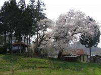 糸目観音堂しだれ桜