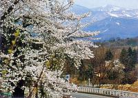 鶴脛の桜