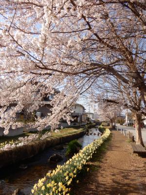 せせらぎ緑道