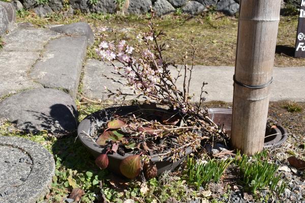 武家屋敷 旧曽我部家の庭に飾られた啓翁桜