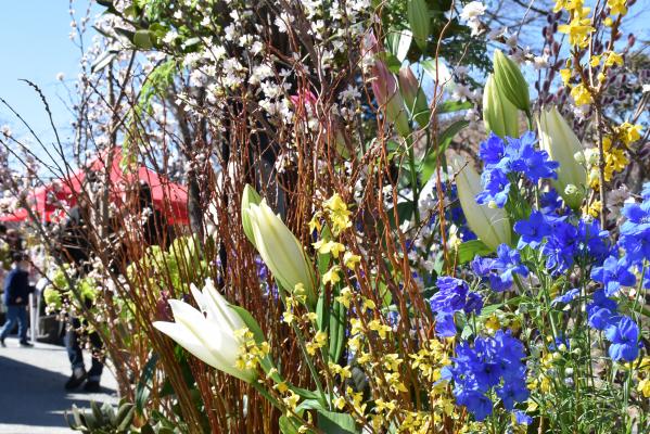 日の光に輝く花たち