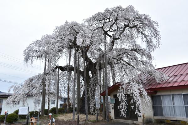 権現堂のしだれ桜