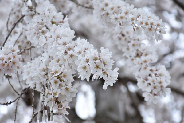 権現堂しだれ桜２