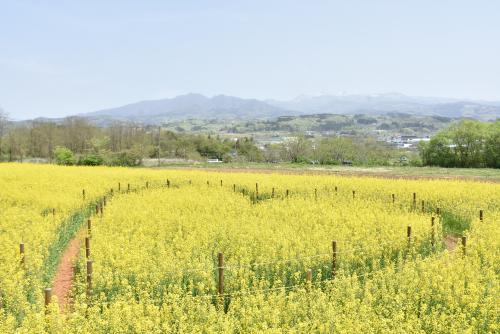 菜の花