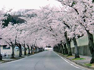桜のトンネル