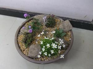 高山植物
