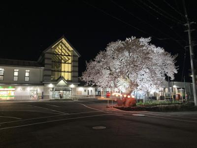 駅前桜ライトアップ