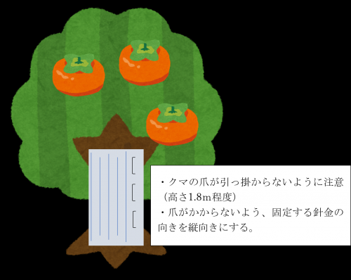 柿の木のトタン巻き注意点