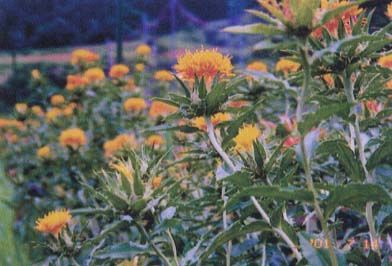 紅花の栽培の画像