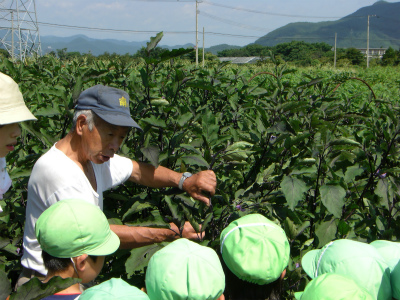 園児らが畑の先生とともに野菜もぎ取り体験をしている様子の写真