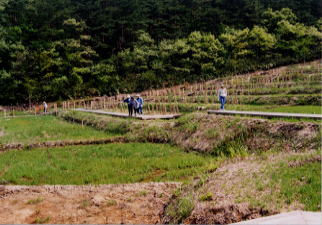 百枚田
