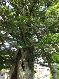 長龍寺のいちい