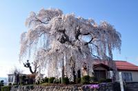 権現堂のしだれ桜