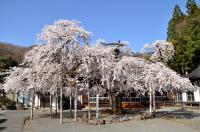 高仙寺のしだれ桜