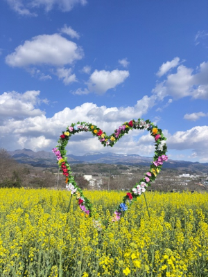 菜の花畑