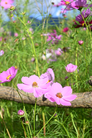 コスモスの花畑